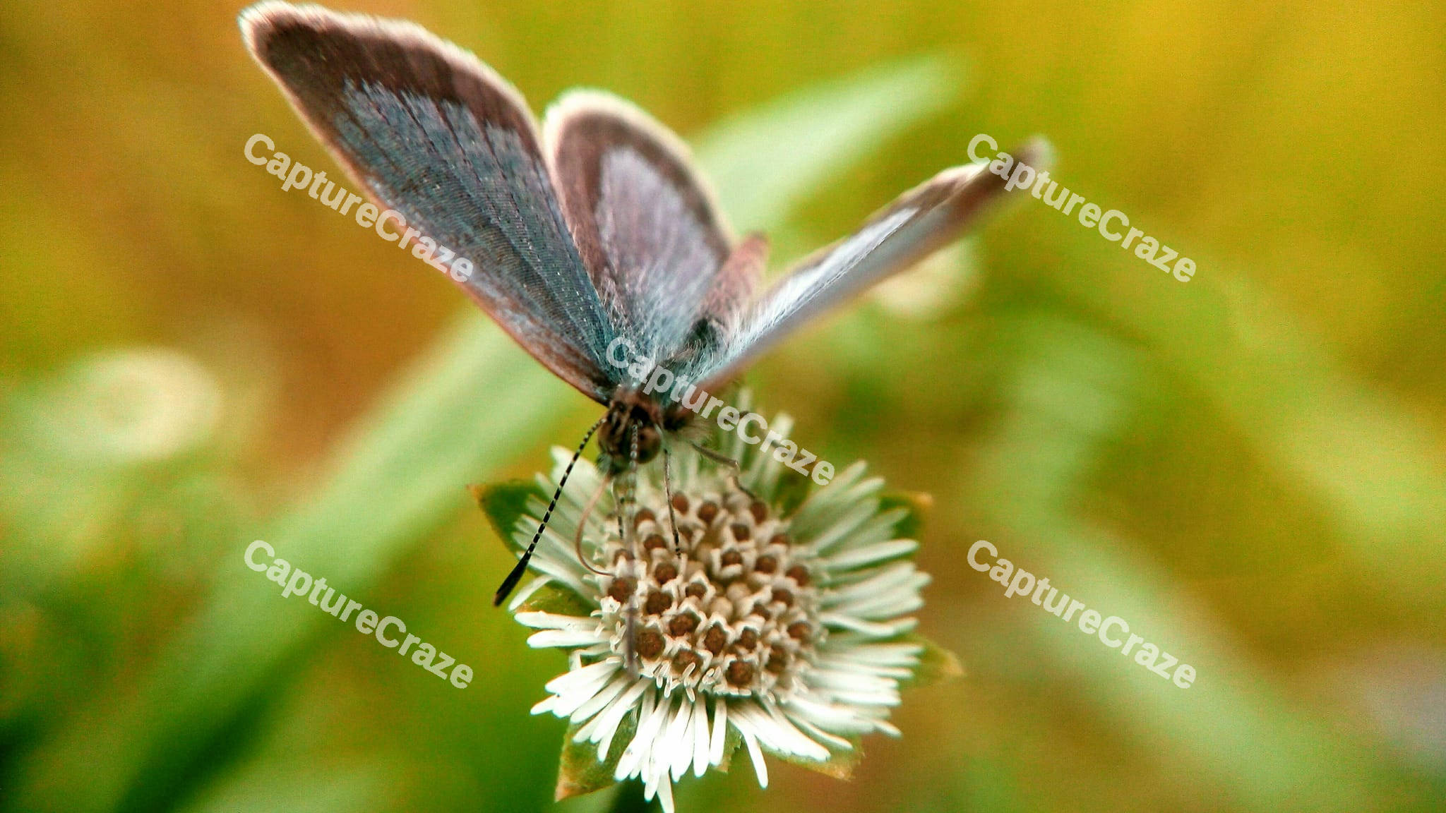 Zizina Butterfly